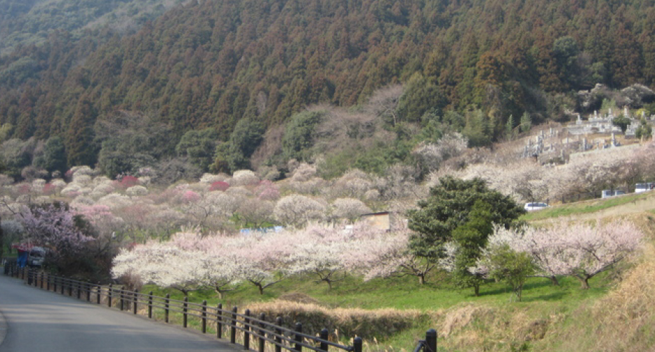 ④三岳梅林公園コース紹介写真02